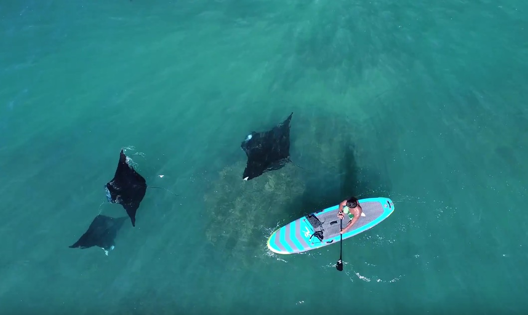 Manta Ray spotting from a SUP - SUPboarder Magazine