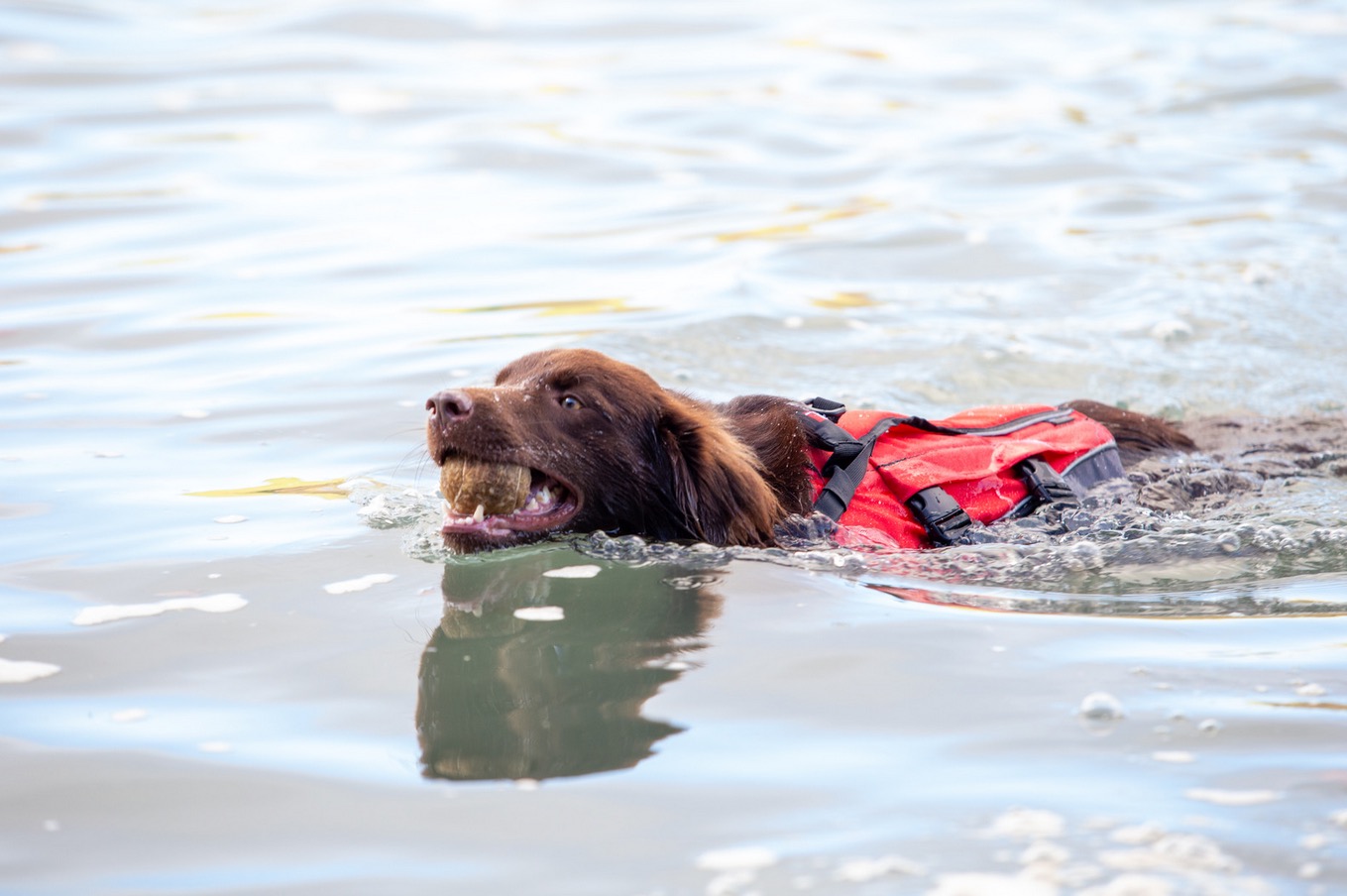Red Original Dog Buoyancy Aid