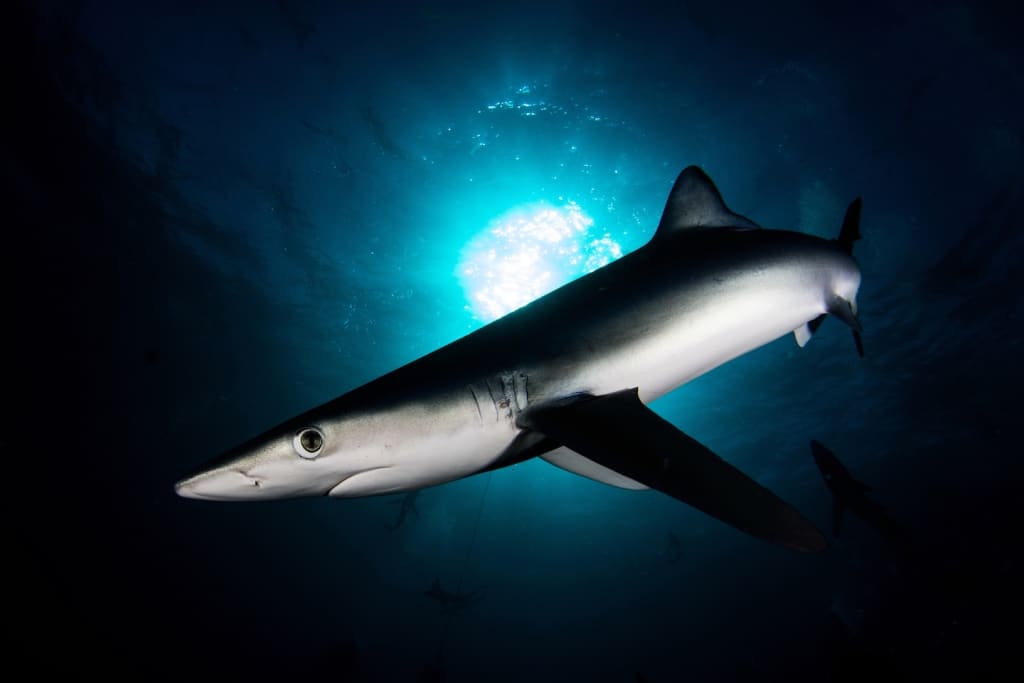 We learn about the Shark Trust & how we can help our sharks to have a future!