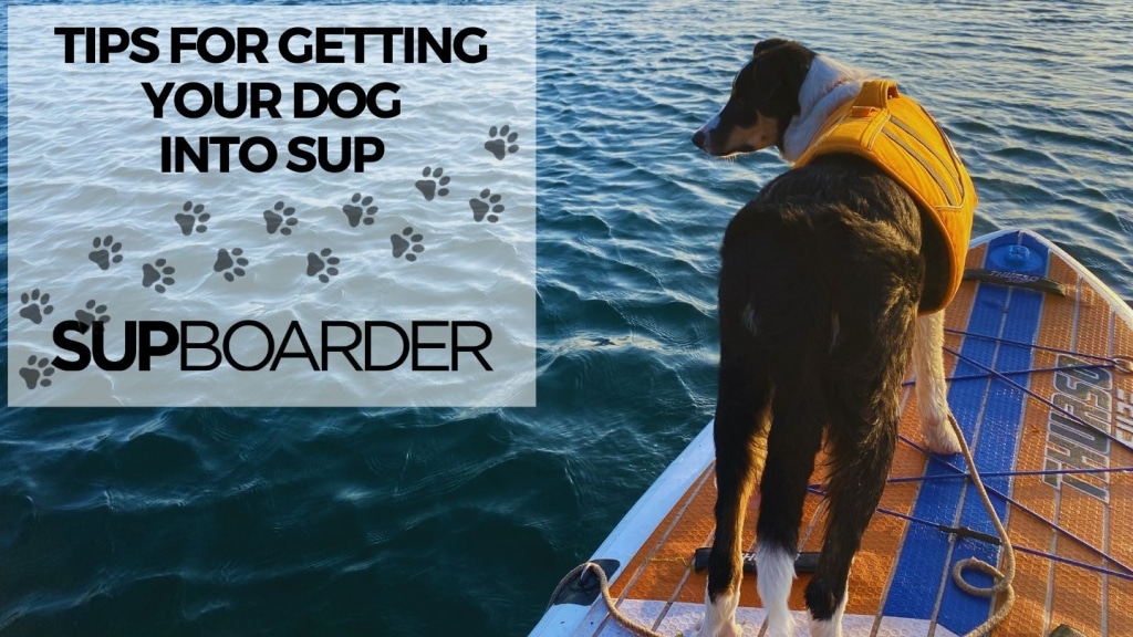Tips for getting your dog into SUP
